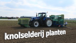 knolselderij planten  koelhuis jacobs [upl. by Akiehsal332]