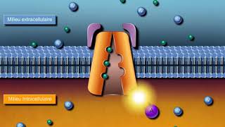 Questce que la pompe NaK ATPase [upl. by Wilek620]