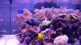 acquario marino elos 120  BY CLAUDIO [upl. by Pulling]