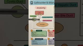 🔥 Anatomy in 60 SECONDS Gallbladder Bile Ducts Liver Biliary Tree amp System [upl. by Nama23]