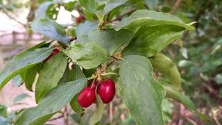 Cornelian Cherry Exploring the Rich Flavors and Benefits of this Ancient Fruit [upl. by Notsuh]