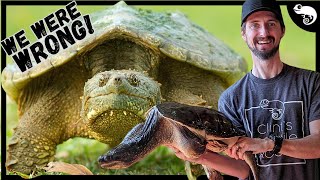 We Have Been Completely Wrong About Snapping Turtles [upl. by Mathur]