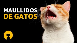 Vídeos de GATOS MAULLANDO fuerte 🐱🔊 ¡MAULLIDOS de GATOS [upl. by Atinuaj]