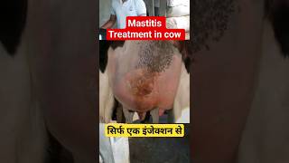 💥Mastitis in Cattle💯 shorts mastitis ytshorts youtubeshorts trending jammu veterinary india [upl. by Erund498]