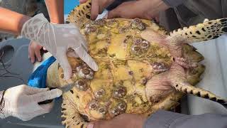 Removiendo Balanos de Carey  Removing Barnacles Hawksbill seaturtles wildlife nature barnacles [upl. by Nidnarb]