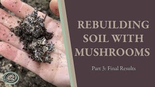 How to Rebuild Soil with Wine Cap Mushrooms Part 3 Final Results [upl. by Korwin]