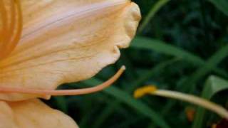 Hybridizing pollinating Daylilies in Your Garden [upl. by Brower]