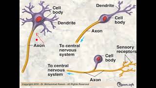 Histology of the Nervous System [upl. by Cara]