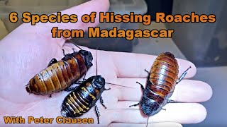 Six Species of Hissing Cockroaches Madagascar madagascarhissingcockroach hissingcockroach [upl. by Anrapa473]