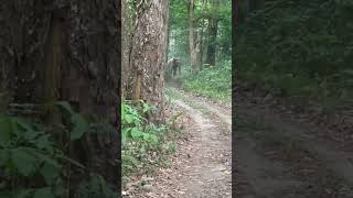 Gorumara national park elephant chasing  terror feeling horrible  dangerous day [upl. by Aelat203]