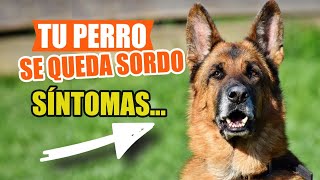 🦻Síntomas De SORDERA En Perros 🐶Preguntas y Respuestas [upl. by Mathew]