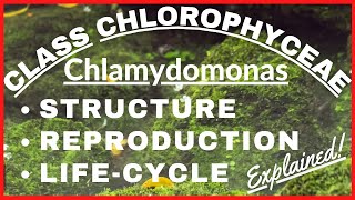 Chlorophyta Green Algae Chlamydomonas  Reproduction LifeCycle of Chlamydomonas Plant Kingdom Notes [upl. by Notsuh434]