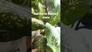 Dieffenbachia seguine plant short trendingshort [upl. by Melton]