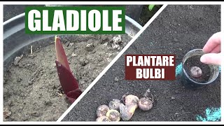 Plantarea si incoltirea bulbilor de gladiole [upl. by Eserahs]