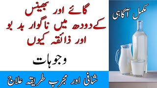 Bad Smell And Taste In Cow Buffalo Milk With Best Treatment Protocols In Hindi And Urdu [upl. by Whallon]