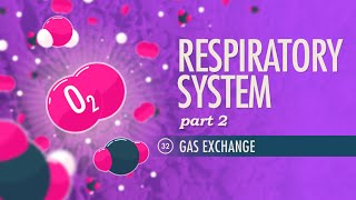 Respiratory System Part 2 Crash Course Anatomy amp Physiology 32 [upl. by Ecadnarb]