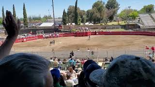 Bloodless bull fight tourada à corda in Turlock CA [upl. by Charleton]