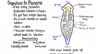 Digestion in Planaria  class 11 [upl. by Halie550]