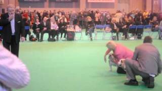 Crufts 2010 Bulldog Best of Breed [upl. by Aibonez]