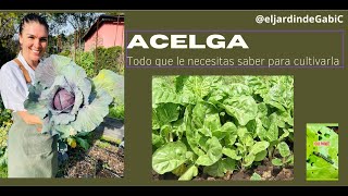 10 Plantas FÁCILES para ACUARIOS  Ideales para principiantes [upl. by Eduino]