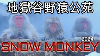 【地獄谷野猿公苑】Snow Monkey [upl. by Townshend]