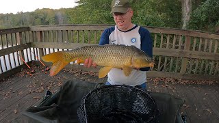 Fall Carp Fishing Family Picnic  Carp amp Catfishing Tips for bank fishing [upl. by Norm633]