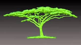 African Acacia Tree 3D print model from CGTradercom [upl. by Hassett33]