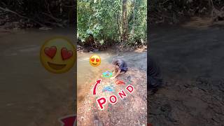 Nadi pe bnya natural pond😍bhot sare shrimps🦞crabs🦀fish🐠🐡release kyeshortsfeedshortsminivlog [upl. by Lennor493]