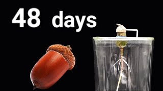 Acorn germination in water  Time Lapse 48 days [upl. by Hanschen704]