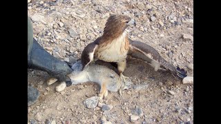 Falconry Falcons Accipiters Buteos Part 2 [upl. by Langelo]