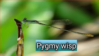 pygmy wispAgriocnemis pygmaeawandering midgetdamselflyindianinsectslifeonearthnaturelovers [upl. by Odrareg]