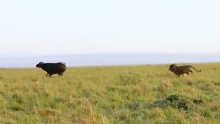 Lions Attempt to Hunt Buffalo  Lormasi Male Lion amp Mama Earless Lioness  29 October 2024 [upl. by Meirrak]