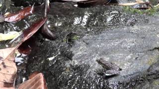 Staurois semaphore frogs battling in Borneo [upl. by Stine553]