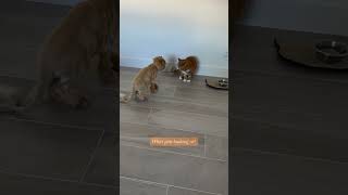 exotic shorthair cat is bothered by persian cat orangecatbehavior persiancat slowblink cat [upl. by Ellennaj]