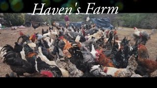 Homestead Adventures chickens turkeys ducks and Bob White [upl. by Ellehcil611]