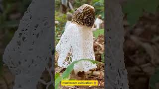 mushroom nature mushroomfarm garden mushrooming food mushroomseed paddystrawmushroom [upl. by Marnie]