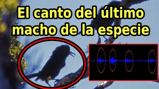 Escucha el Canto de un Ave Extinta el último macho Kauaʻi ʻōʻō [upl. by Airotel]