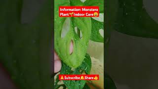 Monstera Plant Care Indoor shorts viralvideo plants gardening monsteraplant plantcare [upl. by Urania]