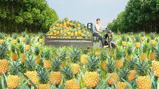 Use 3wheeled Vehicle Harvesting Many Pineapples Goes To Countryside Market Sell  Free Bushcraft [upl. by Ozner]