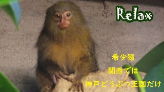 中々見る事ができない小さい猿 ピグミーマーモセットが可愛い Cute Pygmy Marmoset [upl. by Childs]