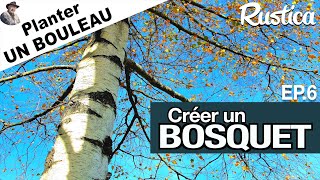 Créer un bosquet – 6  Planter une cépée de bouleaux [upl. by Torrie]