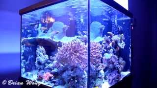 93G Reef Ready Cube Aquarium Salt Water Tank HD [upl. by Yanttirb]