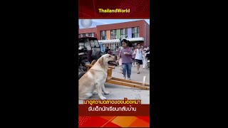 มาดูความฉลาดของน้องหมา รับนักเรียนกลับบ้าน l The intelligence of dogs takes students home [upl. by Aerdnac]