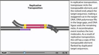 Transposons Animation  DNA transposable elements [upl. by Carbo]