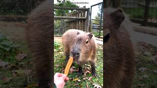 Capybara 🦫 the worlds friendliest rodent shorts wildlife animals wildlifeconservation capybara [upl. by Storfer586]