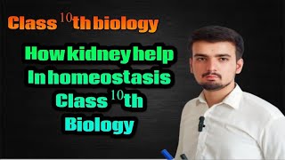 How kidney help in homeostasis  Role of kidney in homeostasis class10 biology [upl. by Kasper631]