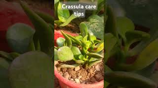 crassula plantlucky plant caring tipsgardening shortsviral video ytshortslikesubscribe [upl. by Peg]