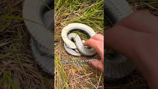 Hognose Snake That Fakes its Own Death 😂 [upl. by Roderica798]