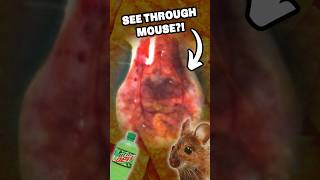 Doritos Dye Makes Mice TRANSPARENT [upl. by Melli215]