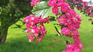 Hawthorn Tree In Blossom CRATAEGUS LAEVIGATA ROSEA nature flowers blossom beautiful [upl. by Eerized]